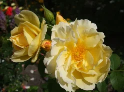 Strauchrose 'Gelbe Dagmar Hastrup' ® -Deutschland Garten Funk Verkaufs-Shop b037884 Strauchrose Gelbe Dagmar Hastrup 94832 0
