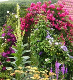 Ramblerrose 'Super Excelsa' -Deutschland Garten Funk Verkaufs-Shop b037888 Ramblerrose Super Excelsa 189176 0