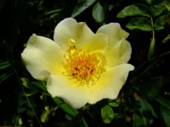 Strauchrose 'Golden Wings' -Deutschland Garten Funk Verkaufs-Shop b038044 Strauchrose Golden Wings 219390 0