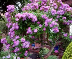 Ramblerrose 'Veilchenblau' -Deutschland Garten Funk Verkaufs-Shop b038126 Ramblerrose Veilchenblau 63443 0