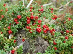 Preiselbeere 'Red Pearl'