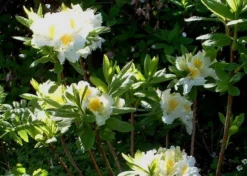 Laubabwerfende Azalee 'Persil' 14 Laubabwerfende Azalee 'Persil' -Deutschland Garten Funk Verkaufs-Shop b040281 Laubabwerfende Azalee Persil 271586 0