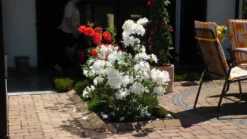 Laubabwerfende Azalee 'Persil' 15 Laubabwerfende Azalee 'Persil' -Deutschland Garten Funk Verkaufs-Shop b040281 Laubabwerfende Azalee Persil 37311 0