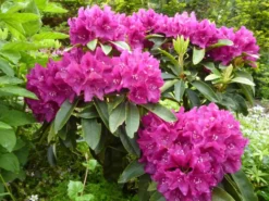 Rhododendron 'Alfred' -Deutschland Garten Funk Verkaufs-Shop b040509 Rhododendron Alfred 124228 0