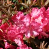 Rhododendron 'Lissabon'
