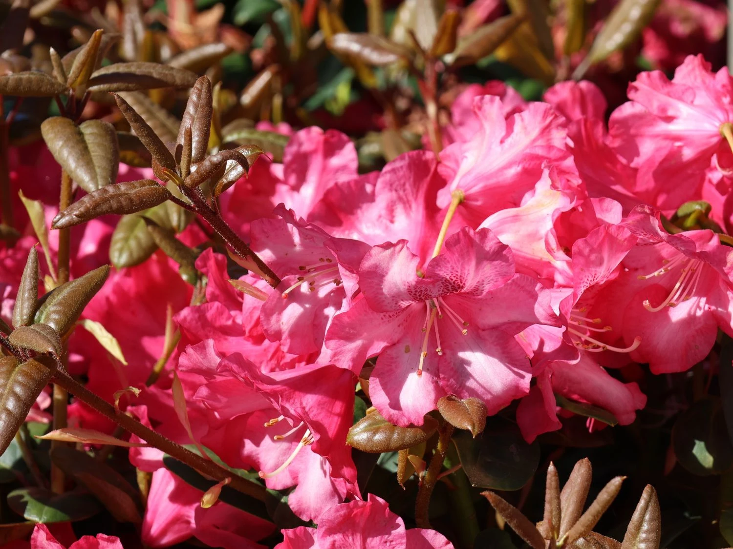 Rhododendron 'Lissabon' 1 Rhododendron 'Lissabon'