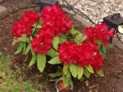 Rhododendron 'Hachmann's Feuerschein' (S) -Deutschland Garten Funk Verkaufs-Shop b040780 Rhododendron Hachmanns Feuerschein S 196578 0