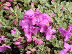 Rhododendron Keleticum