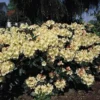 Rhododendron 'Flava' ®
