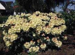 Rhododendron 'Flava' ®
