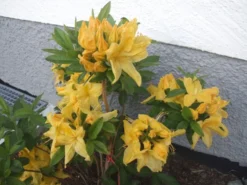 Laubabwerfende Azalee 'Goldpracht' 15 Laubabwerfende Azalee 'Goldpracht' -Deutschland Garten Funk Verkaufs-Shop b040852 Laubabwerfende Azalee Goldpracht 84713 0