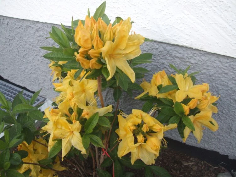 Laubabwerfende Azalee 'Goldpracht' 8 Laubabwerfende Azalee 'Goldpracht' – Bild 8