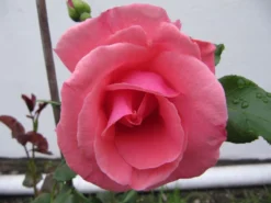 Kletterrose 'Laguna' ® -Deutschland Garten Funk Verkaufs-Shop b041048 Kletterrose Laguna 192332 0