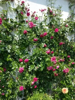 Kletterrose 'Laguna' ® -Deutschland Garten Funk Verkaufs-Shop b041048 Kletterrose Laguna 206955 0