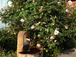 Kletterrose 'Compassion' ® -Deutschland Garten Funk Verkaufs-Shop b041110 Kletterrose Compassion 110483 0