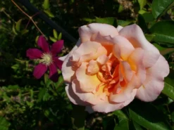 Kletterrose 'Compassion' ® -Deutschland Garten Funk Verkaufs-Shop b041110 Kletterrose Compassion 219390 0