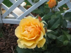 Beetrose 'Amber Queen' ® -Deutschland Garten Funk Verkaufs-Shop b041674 Beetrose Amber Queen 101276 0