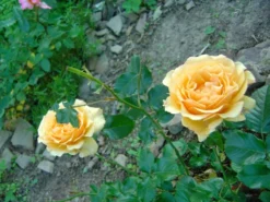 Beetrose 'Amber Queen' ® -Deutschland Garten Funk Verkaufs-Shop b041674 Beetrose Amber Queen 168079 0