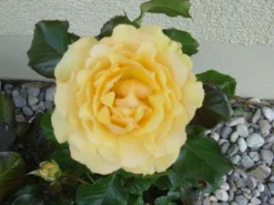 Beetrose 'Amber Queen' ® -Deutschland Garten Funk Verkaufs-Shop b041674 Beetrose Amber Queen 47762 0