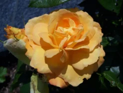 Beetrose 'Tantaus Bernstein-Rose' ® -Deutschland Garten Funk Verkaufs-Shop b041751 Beetrose Bernstein Rose 68847 0