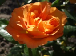 Beetrose 'Tantaus Bernstein-Rose' ® -Deutschland Garten Funk Verkaufs-Shop b041751 Beetrose Bernstein Rose 94832 0