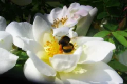 Strauchrose 'Nevada' 13 Strauchrose 'Nevada' -Deutschland Garten Funk Verkaufs-Shop b041798 Strauchrose Nevada 78173 0 1