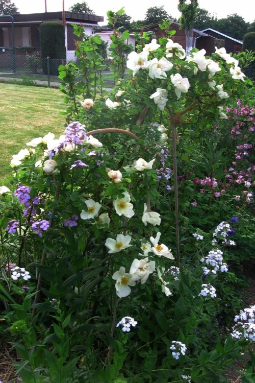 Strauchrose 'Nevada' 6 Strauchrose 'Nevada' – Bild 6