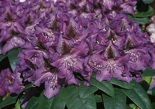 Rhododendron 'Blue Boy' 1 Rhododendron 'Blue Boy'