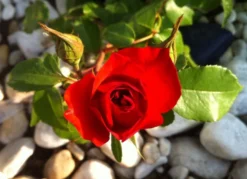 Beetrose 'La Sevillana' ® 17 Beetrose 'La Sevillana' ® -Deutschland Garten Funk Verkaufs-Shop b046160 Beetrose La Sevillana 235733 0