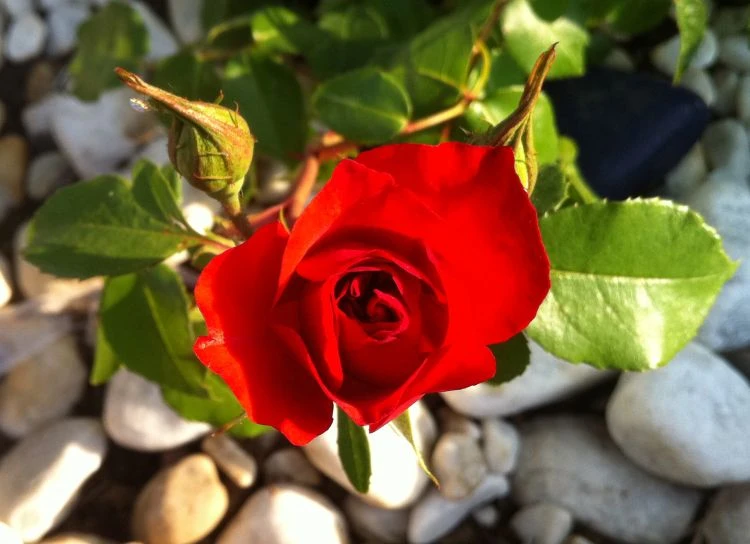 Beetrose 'La Sevillana' ® 9 Beetrose 'La Sevillana' ® – Bild 9