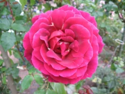 Edelrose 'Burgund ® 81' -Deutschland Garten Funk Verkaufs-Shop b046470 Edelrose Burgund 81 194885 0