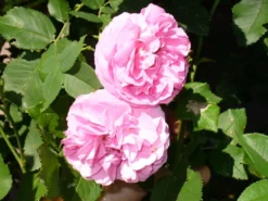 Historische Rose 'Louise Odier' 28 Historische Rose 'Louise Odier' -Deutschland Garten Funk Verkaufs-Shop b047001 Historische Rose Louise Odier 110876 0