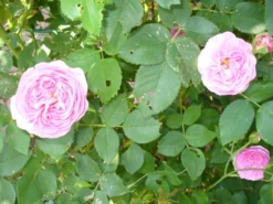 Historische Rose 'Louise Odier' 27 Historische Rose 'Louise Odier' -Deutschland Garten Funk Verkaufs-Shop b047001 Historische Rose Louise Odier 110876 1