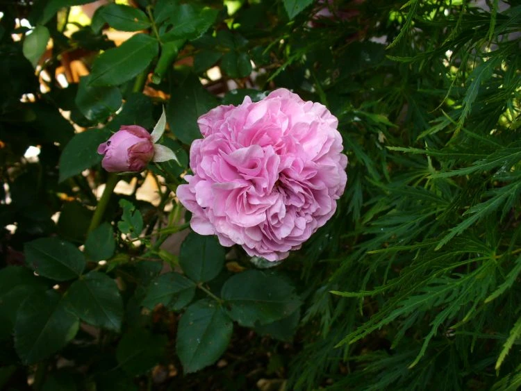 Historische Rose 'Louise Odier' 12 Historische Rose 'Louise Odier' – Bild 12