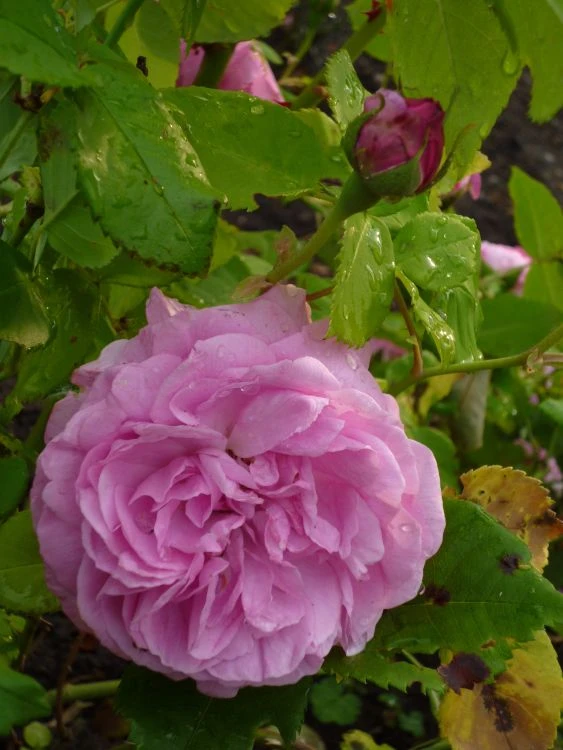 Historische Rose 'Louise Odier' 15 Historische Rose 'Louise Odier' – Bild 15