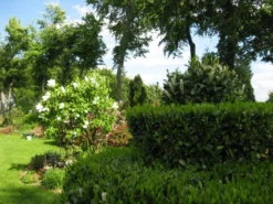 Kirschlorbeer / Lorbeerkirsche 'Etna' ® -Deutschland Garten Funk Verkaufs-Shop b054356 Kirschlorbeer Lorbeerkirsche Etna 74239 0