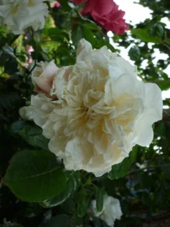 Ramblerrose 'Alberic Barbier' -Deutschland Garten Funk Verkaufs-Shop b055156 Ramblerrose Alberic Barbier 194885 0