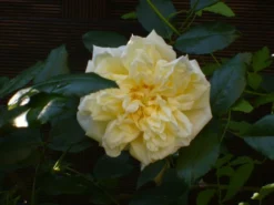 Ramblerrose 'Alberic Barbier' -Deutschland Garten Funk Verkaufs-Shop b055156 Ramblerrose Alberic Barbier 63599 0