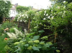 Ramblerrose 'Alberic Barbier' -Deutschland Garten Funk Verkaufs-Shop b055156 Ramblerrose Alberic Barbier 63599 1