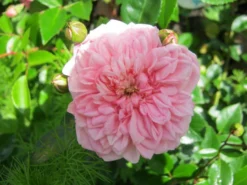 Ramblerrose 'Paul Noel' 17 Ramblerrose 'Paul Noel' -Deutschland Garten Funk Verkaufs-Shop b055157 Ramblerrose Paul Noel 82479 0