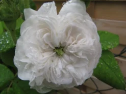 Historische Rose 'Mme Hardy' -Deutschland Garten Funk Verkaufs-Shop b056276 Historische Rose Mme Hardy 192332 0