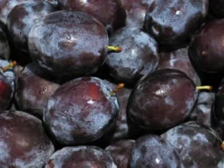 Säulen-Zwetsche 'Top' ®