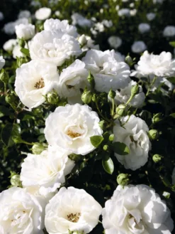 Zwergrose 'White Babyflor ®' 13 Zwergrose 'White Babyflor ®' -Deutschland Garten Funk Verkaufs-Shop babyflor m005778 w 0