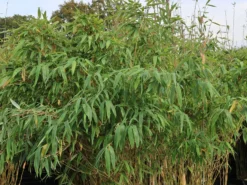 Bambus 'Deep Forest' ® -Deutschland Garten Funk Verkaufs-Shop bambus deep forest m092474 w 1