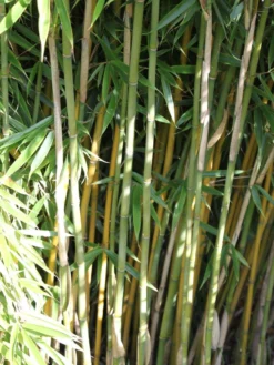 Bambus 'Jumbo' -Deutschland Garten Funk Verkaufs-Shop bambus jumbo m006996 w 1