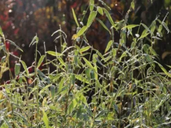 Bambus 'Jumbo' -Deutschland Garten Funk Verkaufs-Shop bambus jumbo m006996 w 3