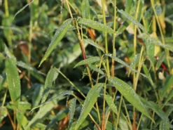 Bambus 'Jumbo' -Deutschland Garten Funk Verkaufs-Shop bambus jumbo m006996 w 4