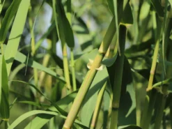 Bambus 'Jumbo' -Deutschland Garten Funk Verkaufs-Shop bambus jumbo m006996 w 5