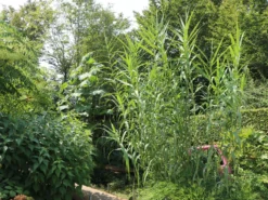 Bambus 'Jumbo' -Deutschland Garten Funk Verkaufs-Shop bambus jumbo m006996 w 6