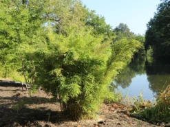 Bambus 'Jumbo' -Deutschland Garten Funk Verkaufs-Shop bambus jumbo m006996 w 7